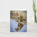 Search for lioness cards Animal