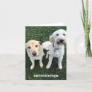Search for labrador thank you cards Pets