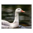 Search for canadian art Waterfowl