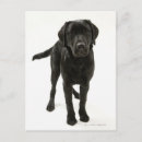 Search for black labrador retriever postcards Cute