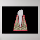 Search for molar posters Digitally generated image