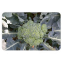 Search for crops magnets Vegetables