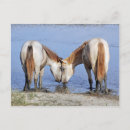Search for love horses postcards Lovers