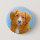 Search for scotia badges Toller