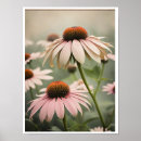Search for echinacea posters Floral