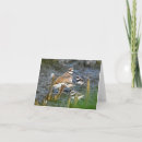 Search for chicks note cards Nature