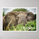 Search for uganda posters Safari