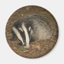 Search for badgering magnets Badgers