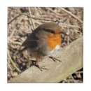 Search for robin tiles Cute