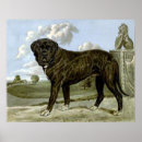 Search for mastiff art Animal
