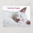 Search for catnap postcards Feline