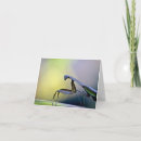 Search for praying mantis cards Mantid