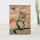 Search for grounded cards Wildlife