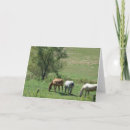 Search for pasture cards Equine