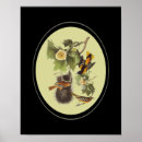 Search for audubon birds posters Vintage