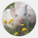 Search for cute piglet stickers Farm animal