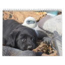 Search for labrador retriever calendars Retrievers
