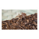 Search for arachnids posters Nature