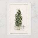 Search for pear tree postcards Vintage