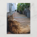 Search for cat moving cards Cats