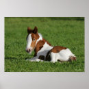 Search for gypsy vanner art Horse
