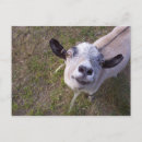 Search for pet goat postcards Farm