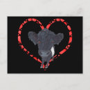 Search for belted postcards Cow