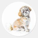 Search for shih tzu dog stickers Animal