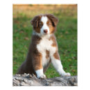 Search for australian shepherd puppy art Cute