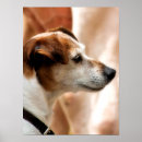 Search for cute jack russell posters Dogs