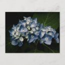 Search for blue hydrangea postcards Nature