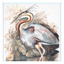 Search for audubon watercolors posters Purple heron