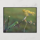 Search for larvae postcards Nature