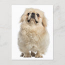 Search for pekingese dog cards Puppy