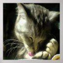 Search for soft kitty posters Cute