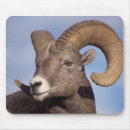 Search for steve mousepads Fauna