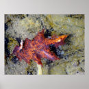 Search for under water posters Orange