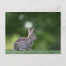 Search for frohe postcards Osterhase