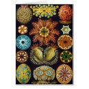 Search for marine life cards Sea