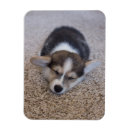 Search for corgis magnets Pet