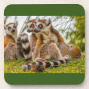 Search for lemurs barware Wildlife
