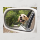 Search for labrador retriever dog postcards Window