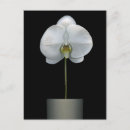Search for white orchid postcards Nature