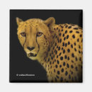 Search for glance magnets Black