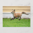 Search for kit postcards Red fox kit
