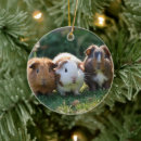 Search for small rodents christmas tree decorations Cavy