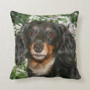 Search for hotdog cushions Dachshund