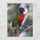 Search for rainbow lorikeet Tropical
