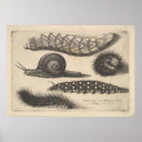 Search for entomology posters Nature