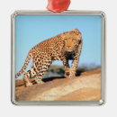 Search for african christmas tree decorations Nature
